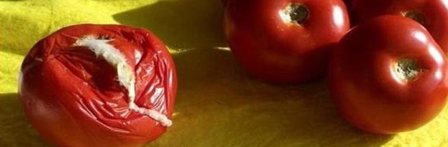 bir çürük domates tüm kasayı çürütür
